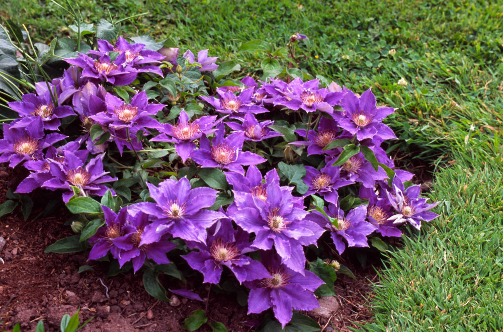 Bijou Clematis Vine Perennial - 2.5" Pot