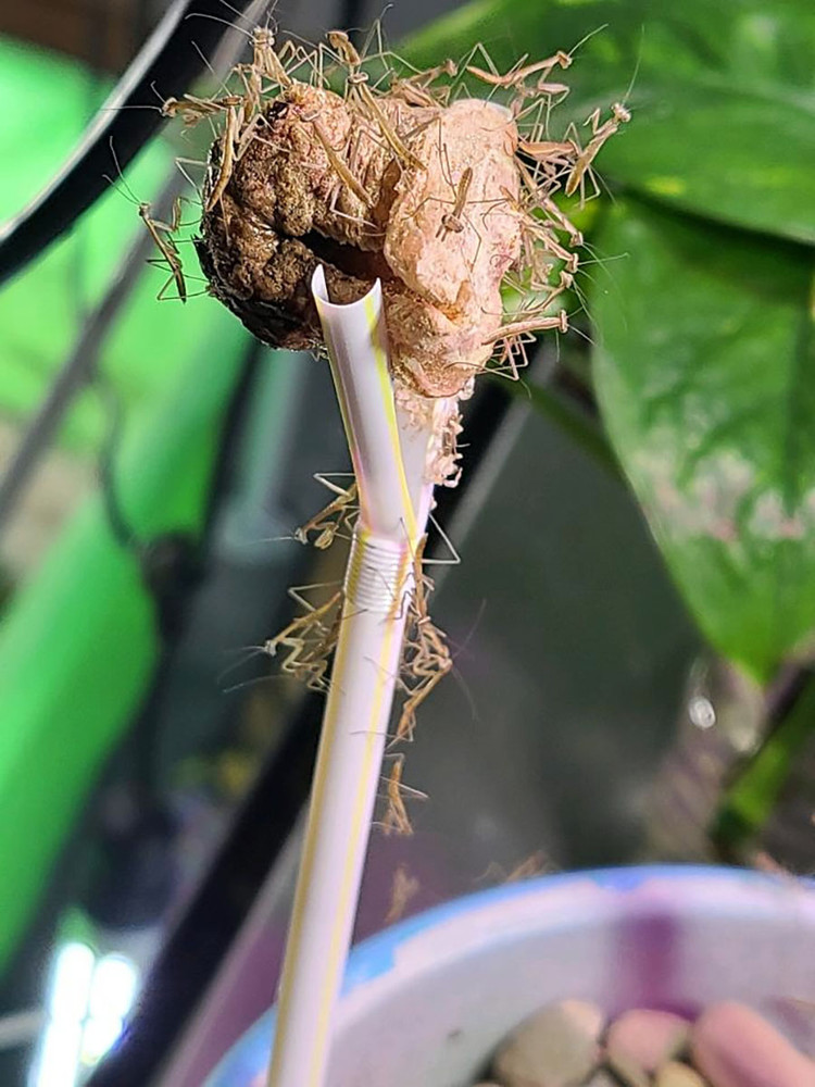 Dual Praying Mantis Set-2 Egg Cases-1 Carolina & 1 Chinese-100 - 400 Babies