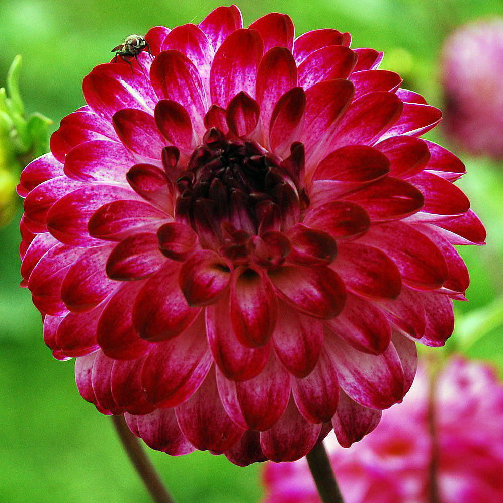 Little Robert Pompon Dahlia - 2 bulbs