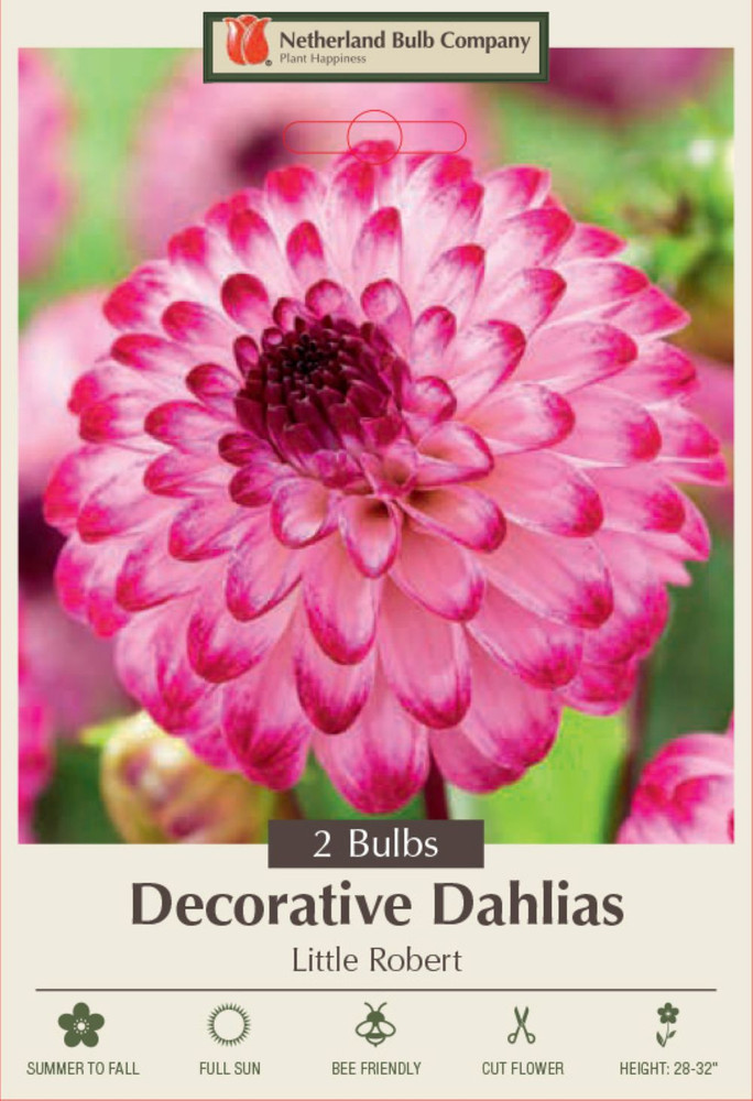 Little Robert Pompon Dahlia - 2 bulbs