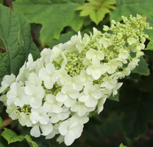 GATSBY GLOW BALL™ Oakleaf Hydrangea - 4" pot - Proven Winners