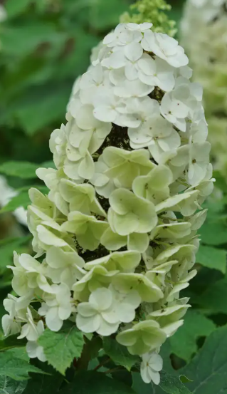 GATSBY GLOW BALL™ Oakleaf Hydrangea - 4" pot - Proven Winners