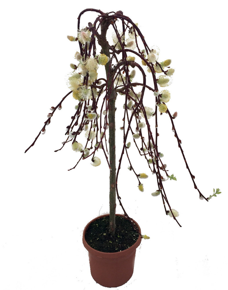 Tree of Enchantment Mini Weeping Willow Tree -Salix- - 6" Pot