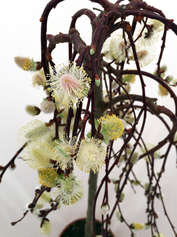 Tree of Enchantment Mini Weeping Willow Tree -Salix- - 6" Pot