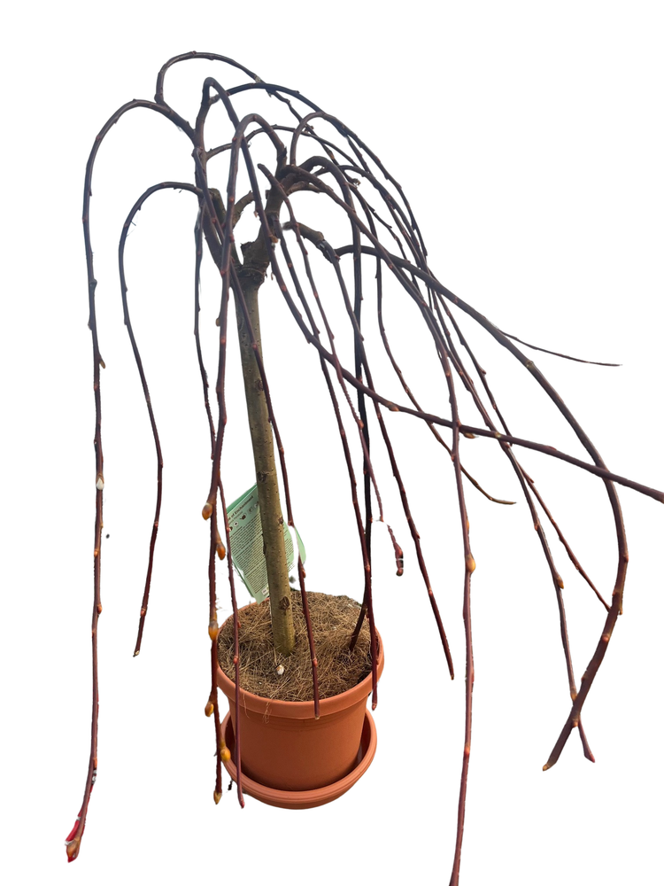 Tree of Enchantment Mini Weeping Willow Tree -Salix- - 6" Pot