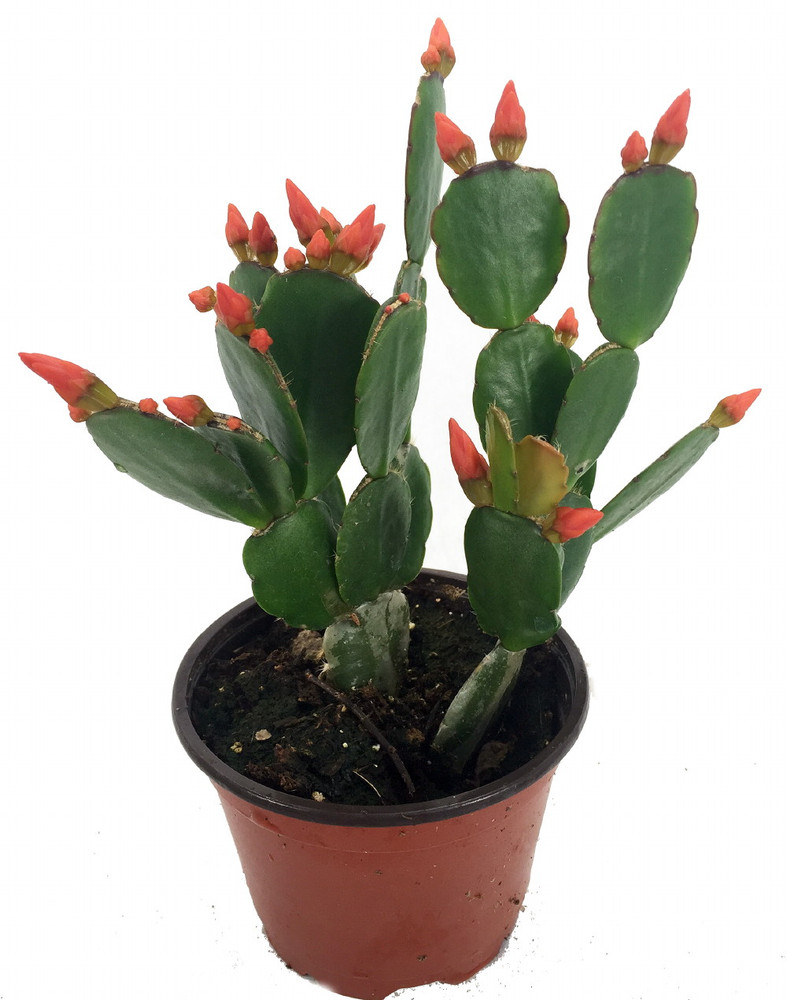 Orange Easter Cactus - Rhipsalidopsis - Rare - 6" Pot