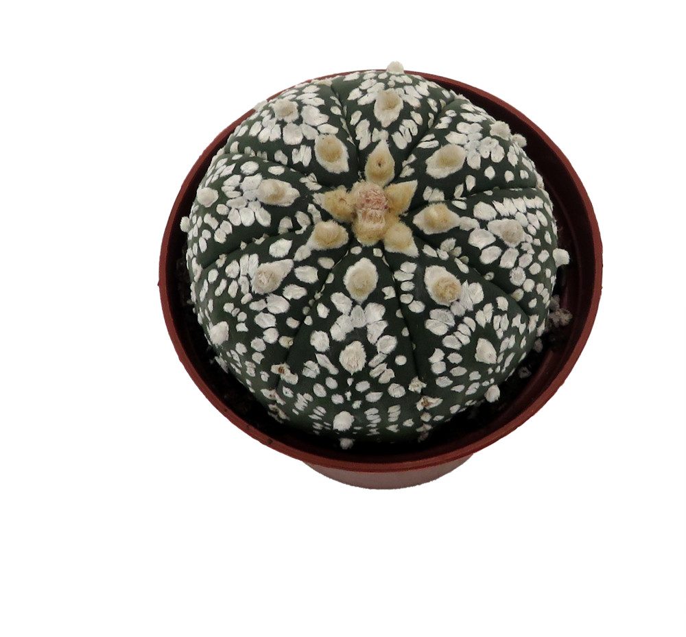 Sea Urchin Cactus Plant - Astrophytum - 2.5" Pot