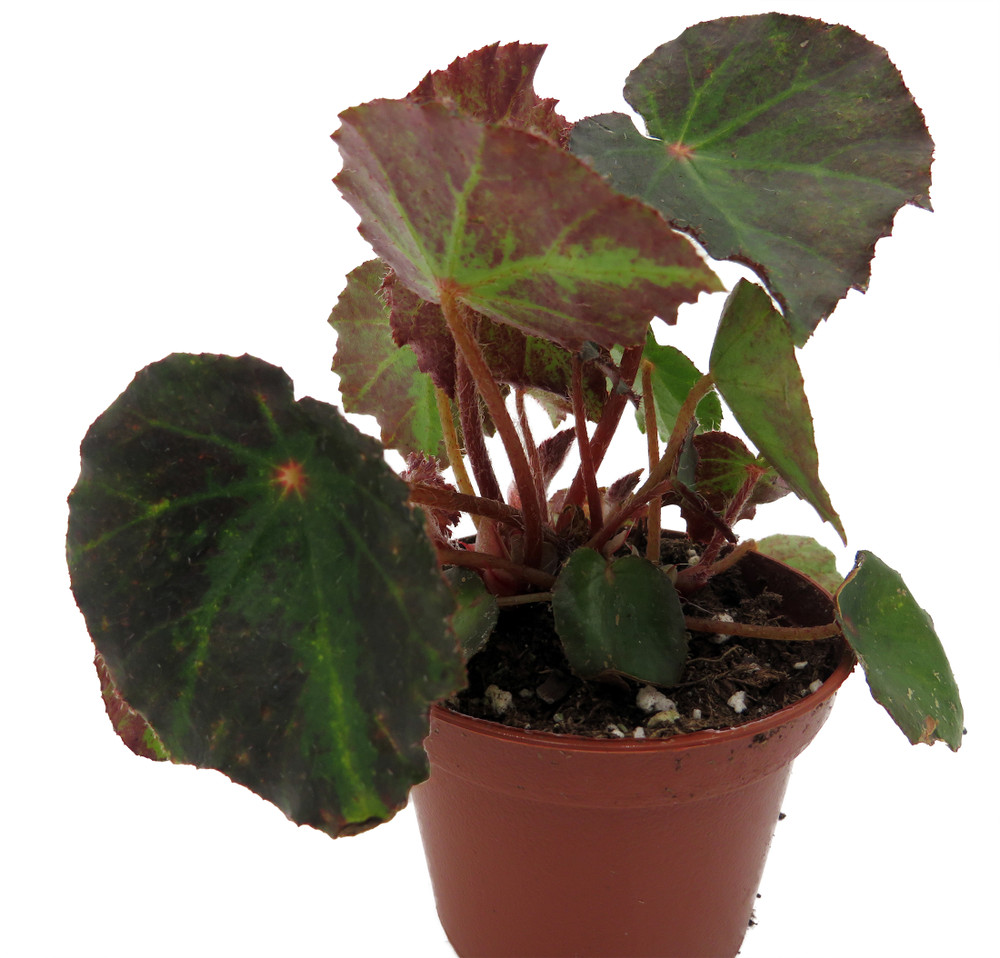 Boyfriend Begonia Plant -2.5" Pot- Terrarium/Fairy Garden/Houseplant