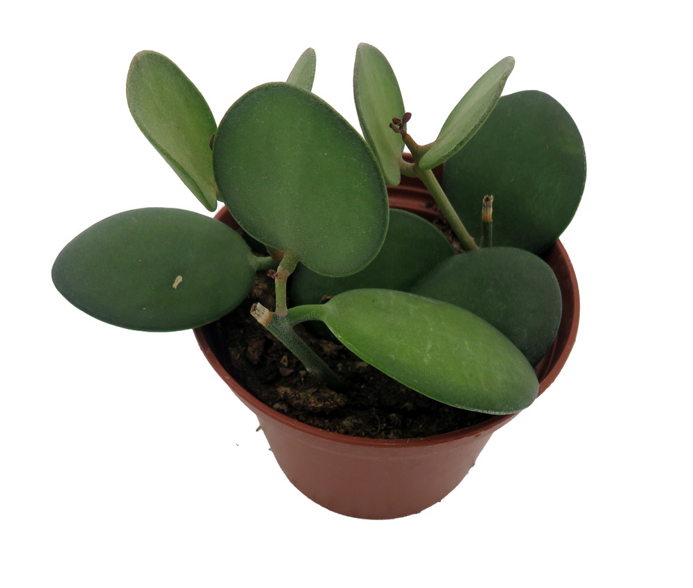 String of Coins - Xerosicyos Danguyi - 2.5" Pot