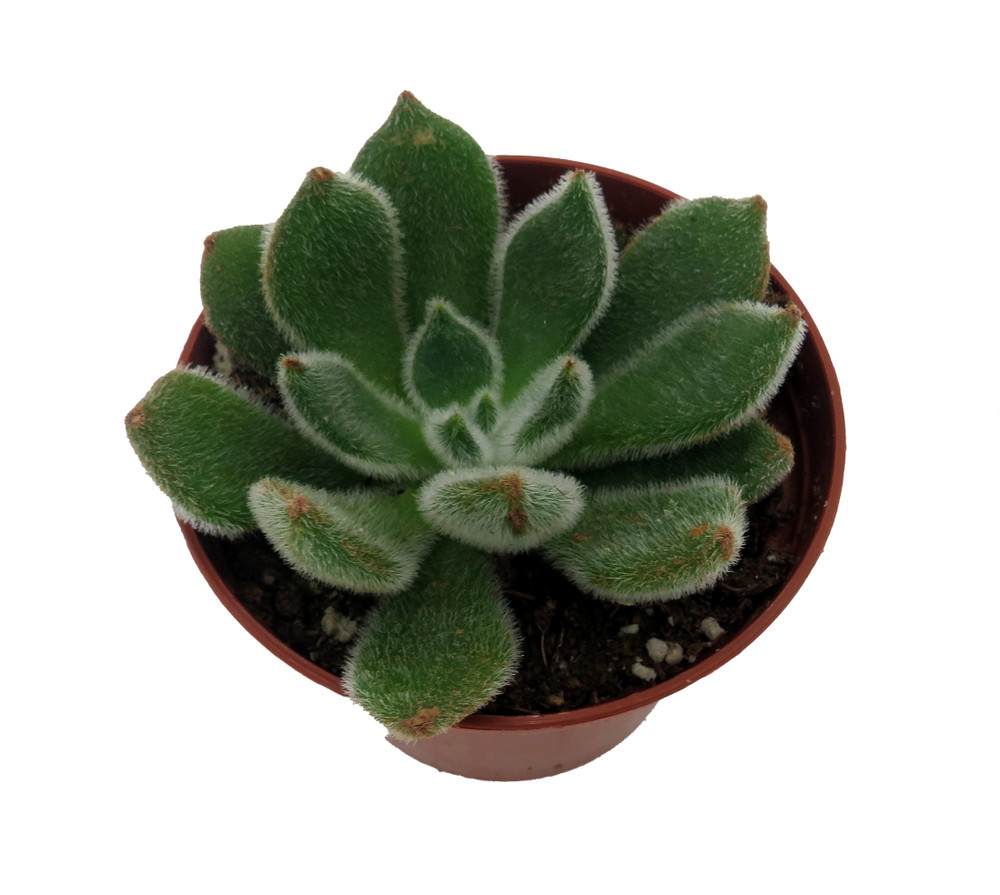 Firecracker Succulent Plant - Echeveria setosa - 2.5" Pot