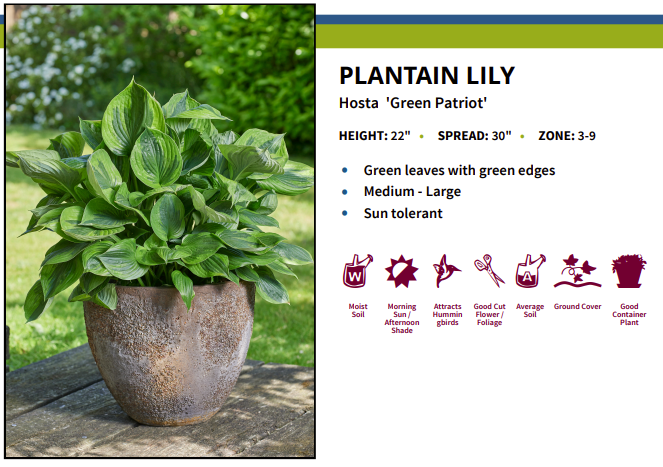 Green Patriot Hosta - 4" Pot - Decorative foliage