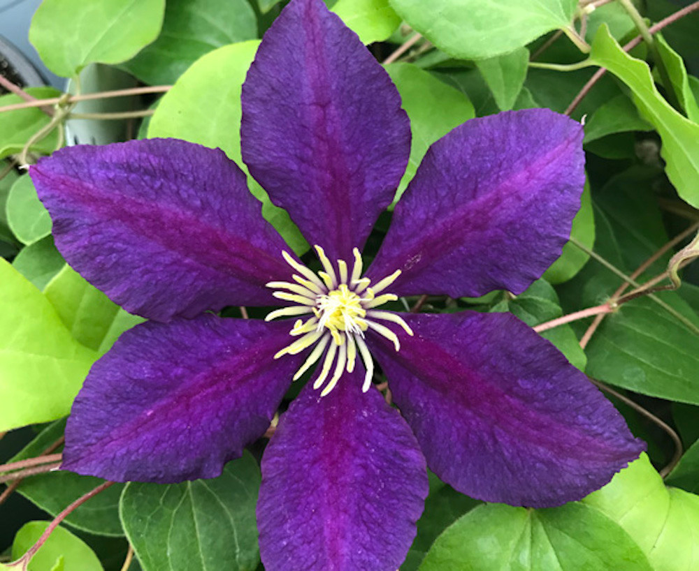 Ever Blooming Clematis Vine Collection -President/Niobe/Sweet Autumn- 3 plants - 2.5" Pots