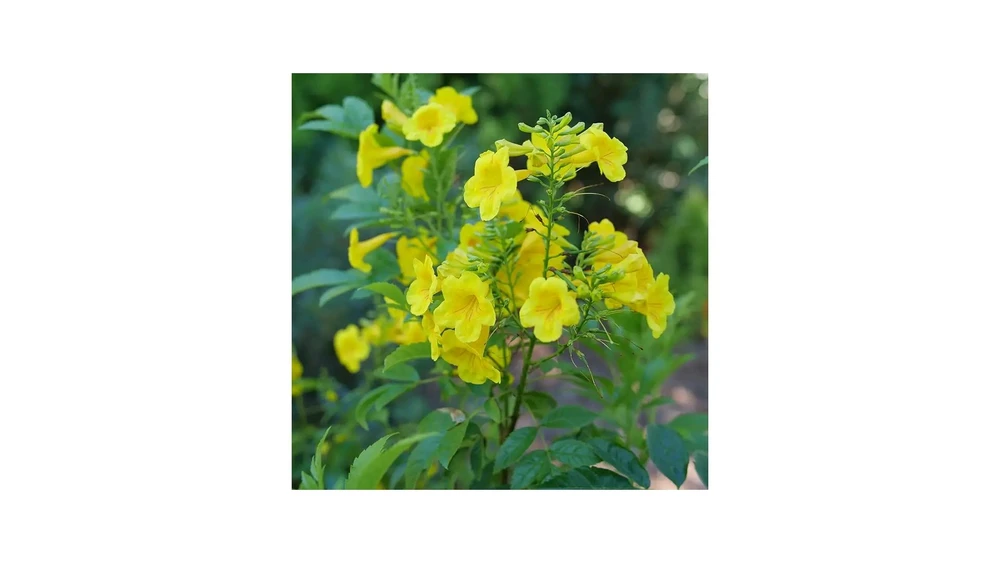 CHICKLET® Gold Trumpet Bush - Tecoma stans- Proven Winners - 4" Pot