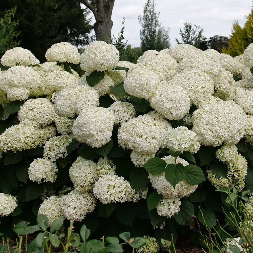 Incrediball Storm Proof™ Smooth Hydrangea Perennial -4