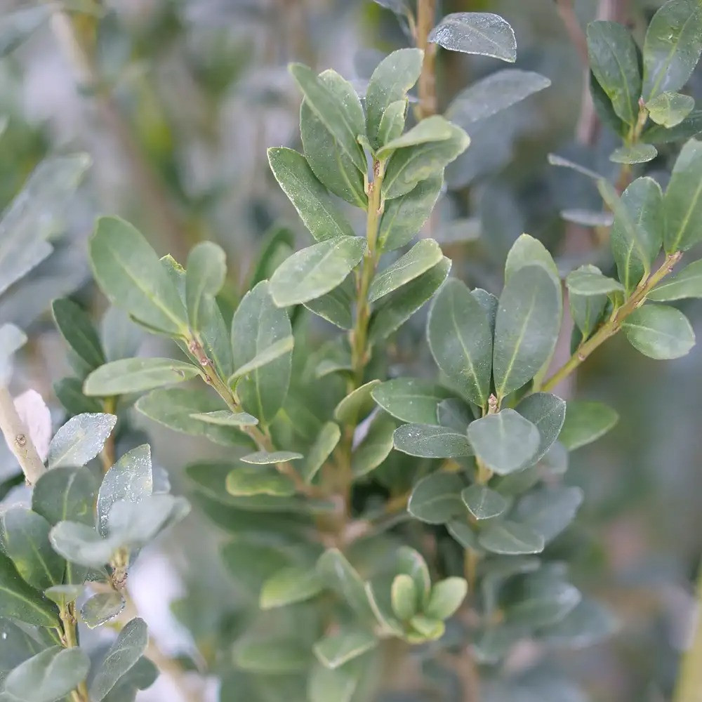 Hedge Box™ Japanese holly - Ilex crenata - Proven Winners - 4