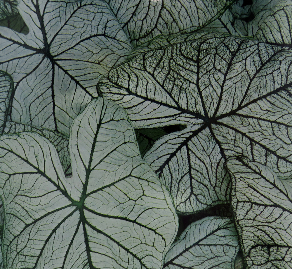 Caladium Allure 3 Bulbs - White/Green