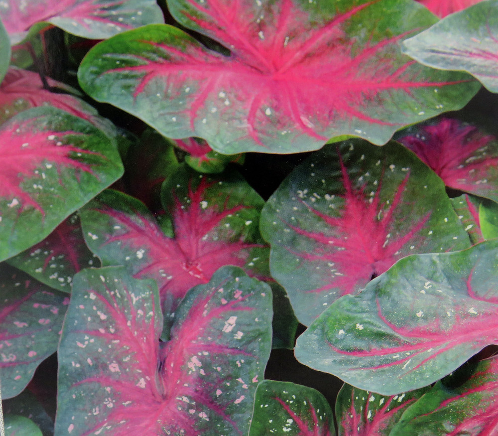 Caladium Party Punch 3 Bulbs -  Pink/White/Green