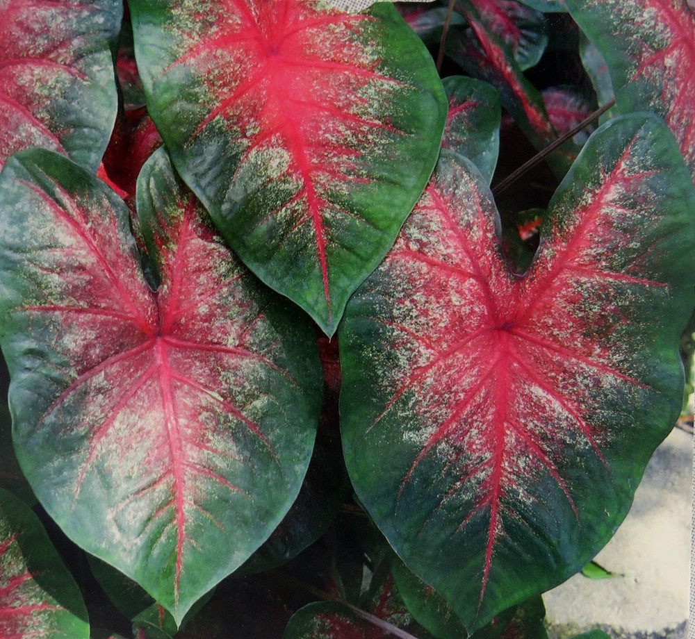 Caladium Bombshell- 3 Bulbs - Striking Red/Deep Green