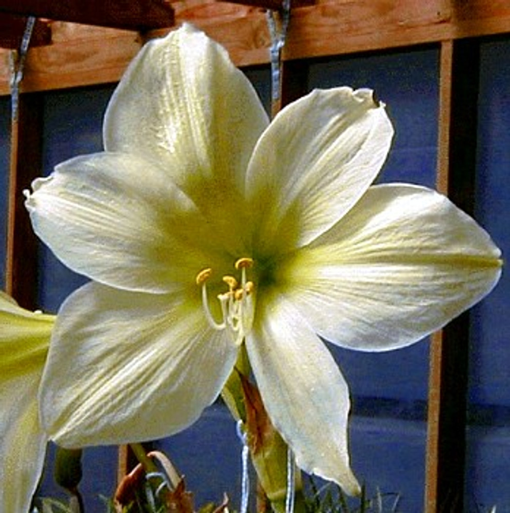 amaryllis アマリリス ボカロ ボーカロイド コンピ *Luna amaryllis アマリリス ボカロ ボーカロイド コンピ *Luna hq720