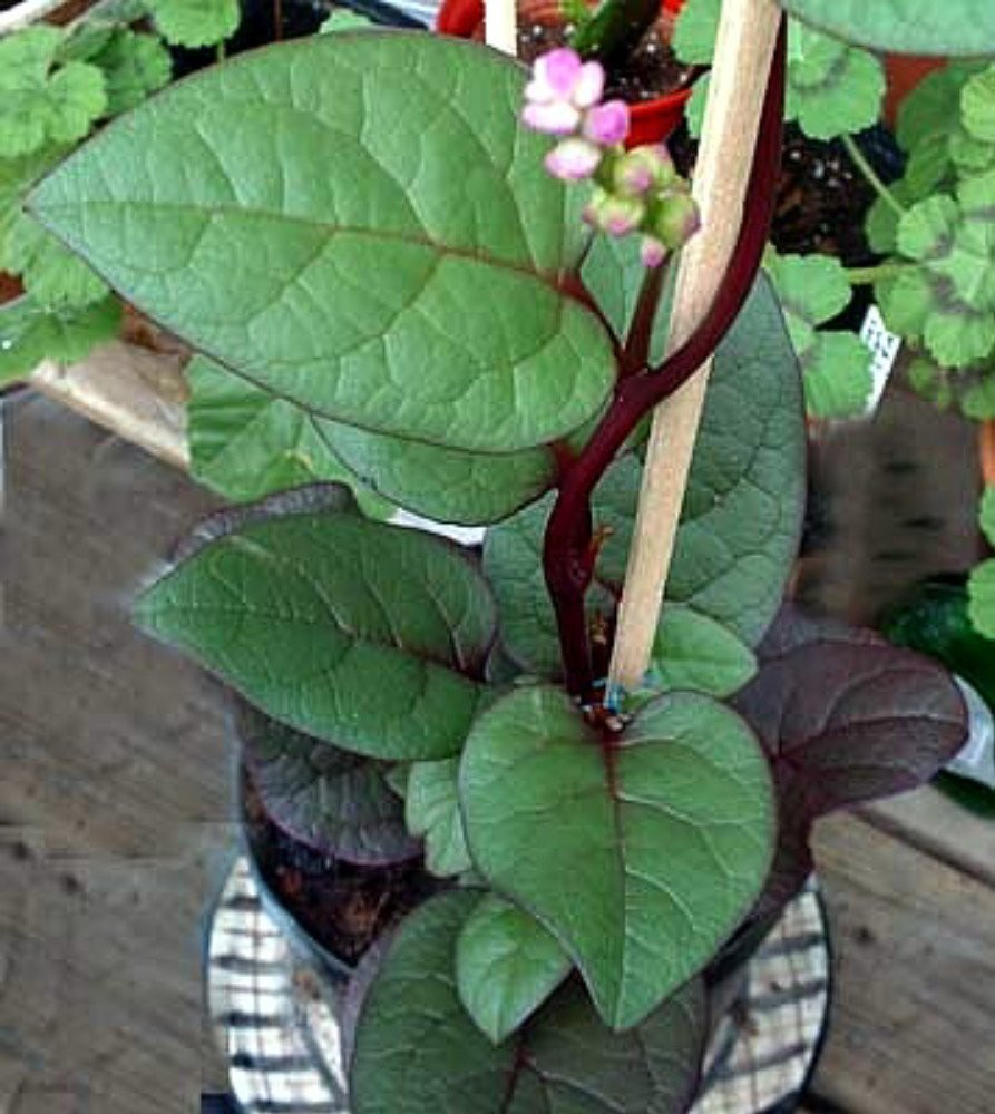 Malabar Red Spinach Plant - 4" Pot - Fresh Spinach Year Round Indoors