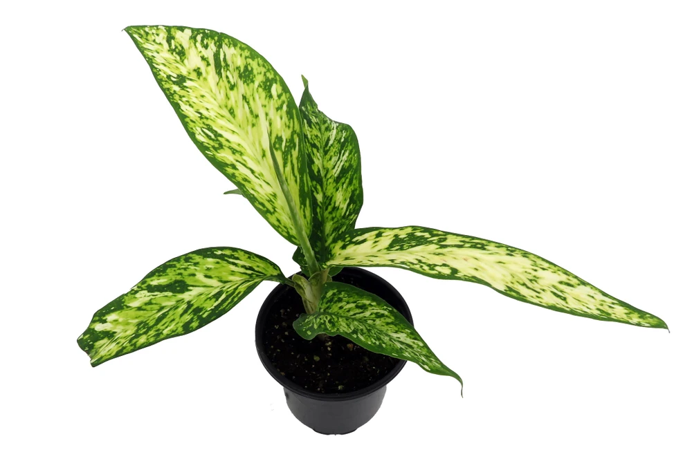 Starbright Dieffenbachia Plant-4" Pot