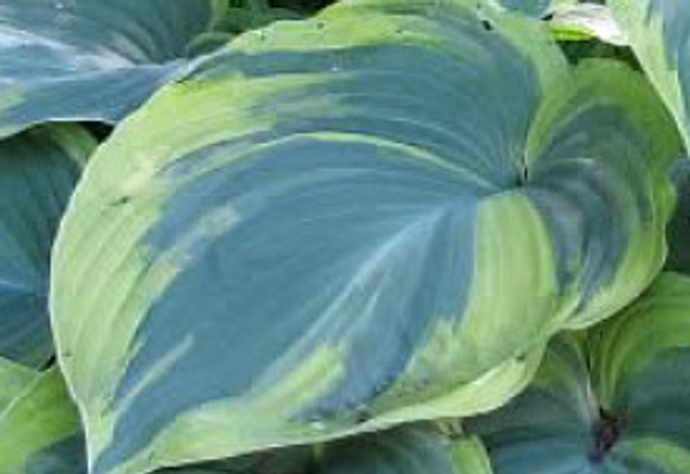 Earth Angel Hosta - Creamy/White Edge -Blue/Green Foliage - Quart Pot