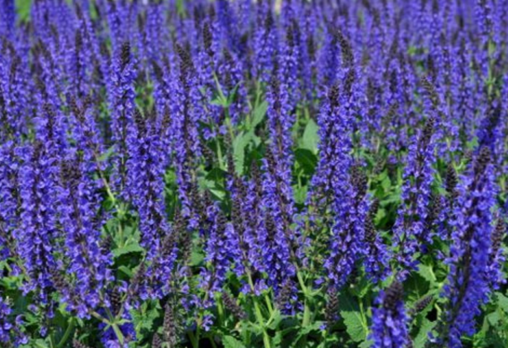 May Night Blue Salvia- Plant of the Year 1997-Meadow Sage - Live Plant- Quart Pot