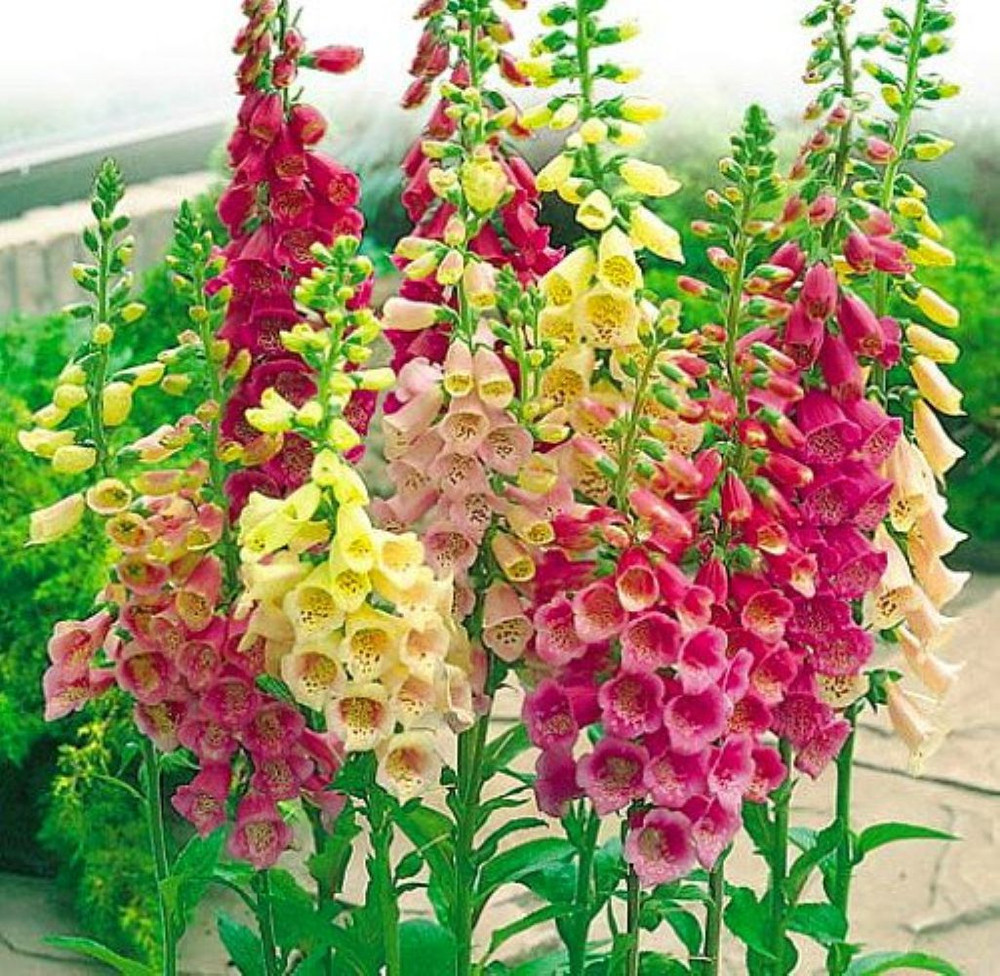 Excelsior Mix Foxglove - Digitalis purpurea - Live Plant - Quart Pot