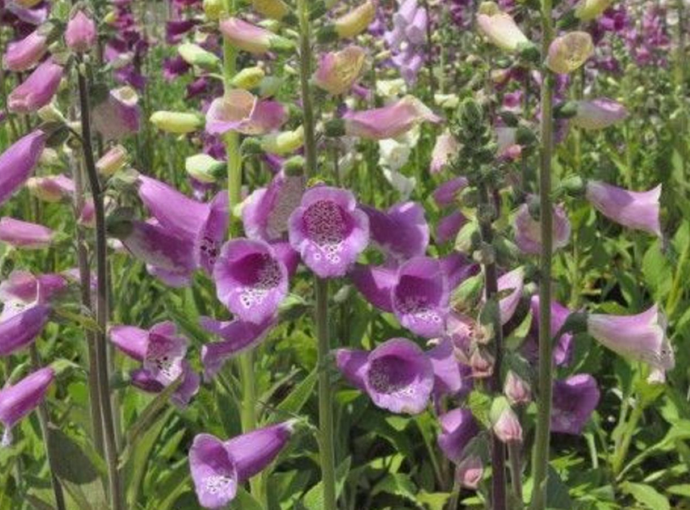 Excelsior Mix Foxglove - Digitalis purpurea - Live Plant - Quart Pot