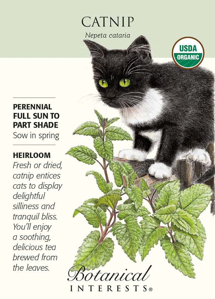 Catnip Seeds - 350 mg - Nepeta - Certified Organic