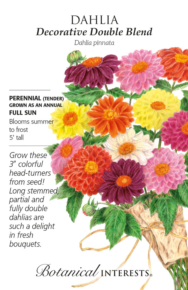 Decorative Double Blend Dahlia Seeds - 500 Mg