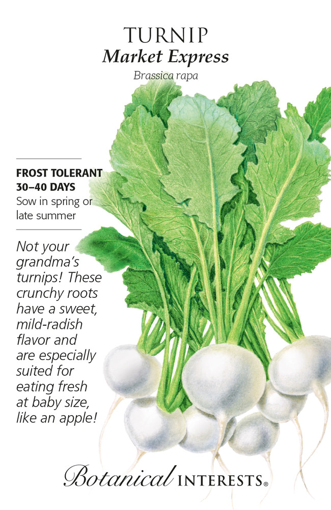 Market Express Turnip Seeds - 400 Mg