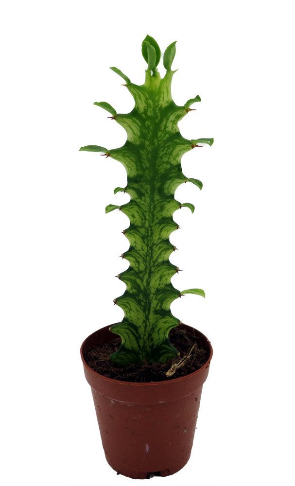 Mint Creme African Milk Tree -Euphorbia Trigona- 2" Pot