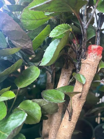 Fabian Japanese Ming Aralia Tree - Polyscias - Indoor - 6" Pot - Thick Trunk