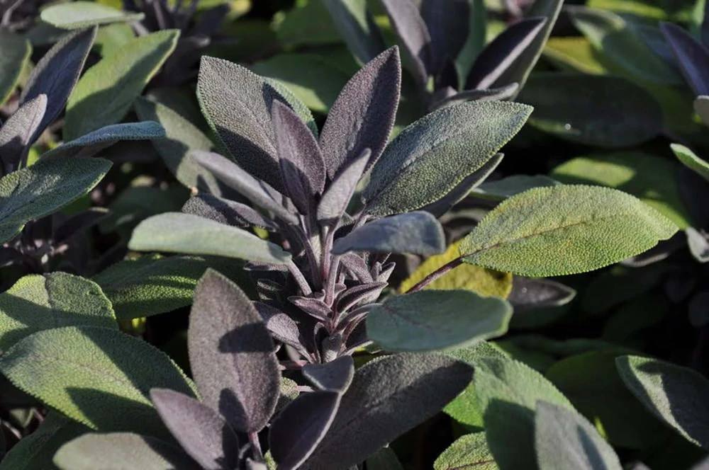 Purple Sage Herb - Grow Indoors/Out - Live Plant - 3" Pot