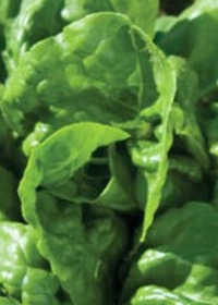 Buttercrunch Salad Lettuce - 3" Pot - Live Plant