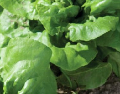 Buttercrunch Salad Lettuce - 3" Pot - Live Plant