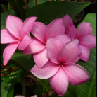 Lipstick Plumeria Plant - Frangipani - 12-16" Cutting