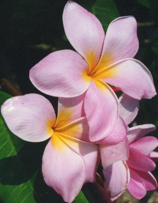 Playful Plumeria Plant - Frangipani - 12-16" Cutting