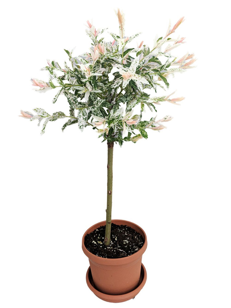 Pink Beauty Hakuro Nishiki Japanese Willow - Outdoors - 6" Pot