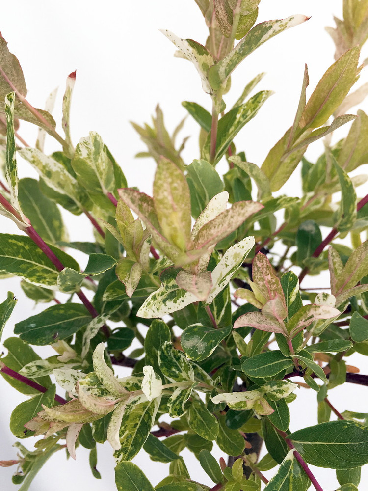 Pink Beauty Hakuro Nishiki Japanese Willow - Outdoors - 6" Pot