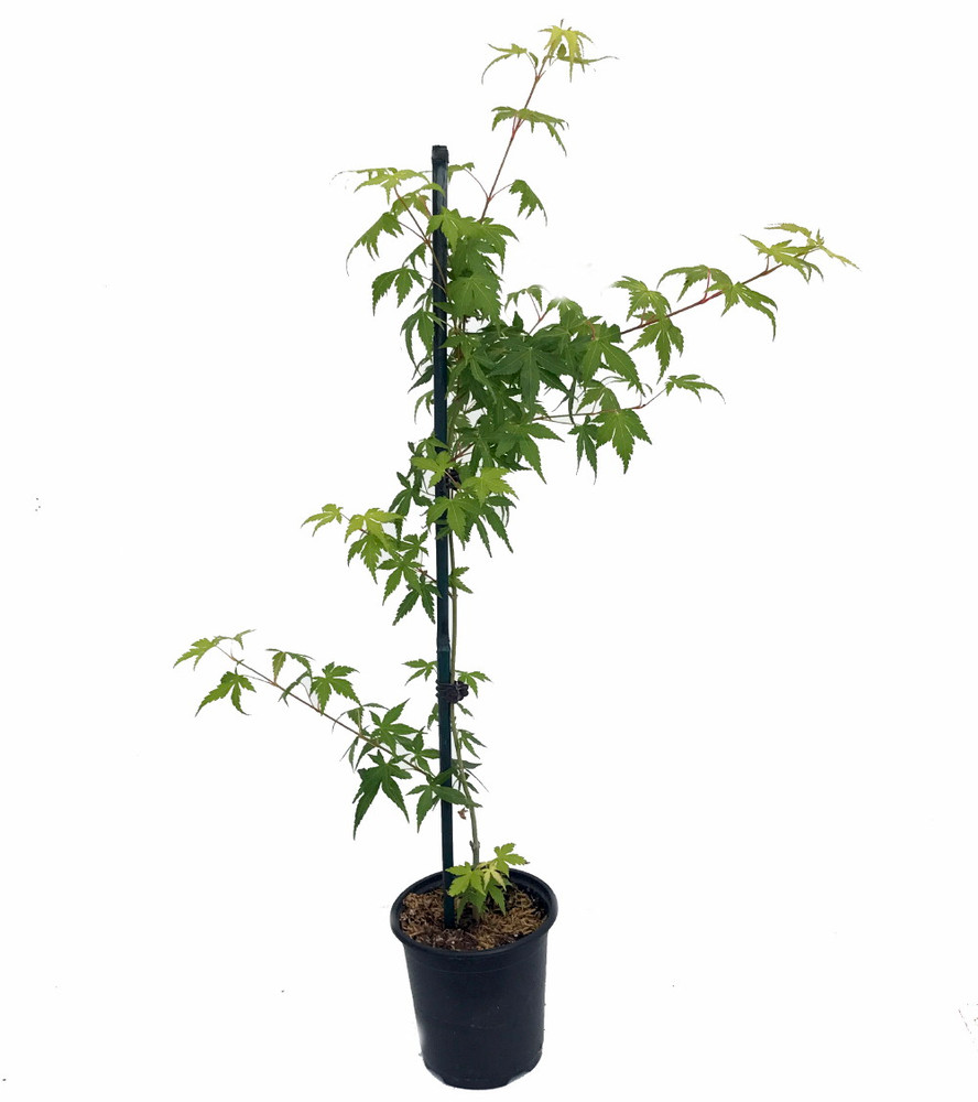 Katsura Japanese Maple - Quick Turn -  Quart Pot - Live Plant - Acer palatum