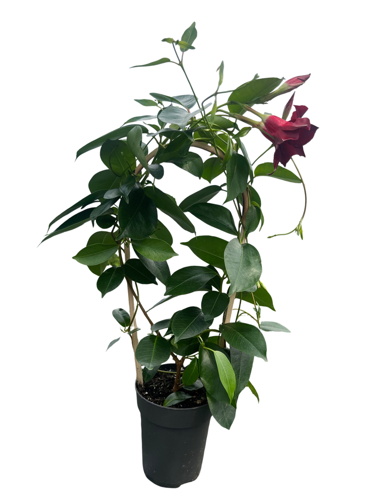 Red Brazil Jasmine Plant - Mandevilla/Dipladenia - 5" Pot/Trellis