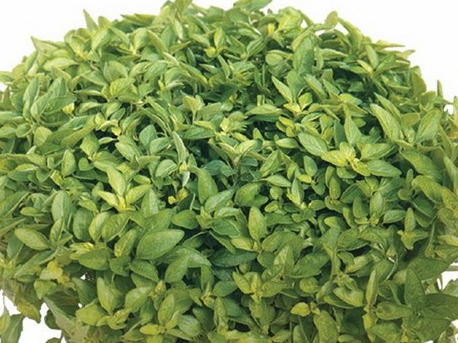 Aureum Gold Oregano Herb - Origanum Vulgare - Live Plant - 3" Pot