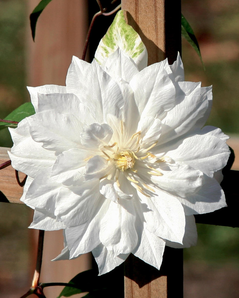 Clematis Duchess of Edinburgh - Double/White - 2.5" Pot - Potted
