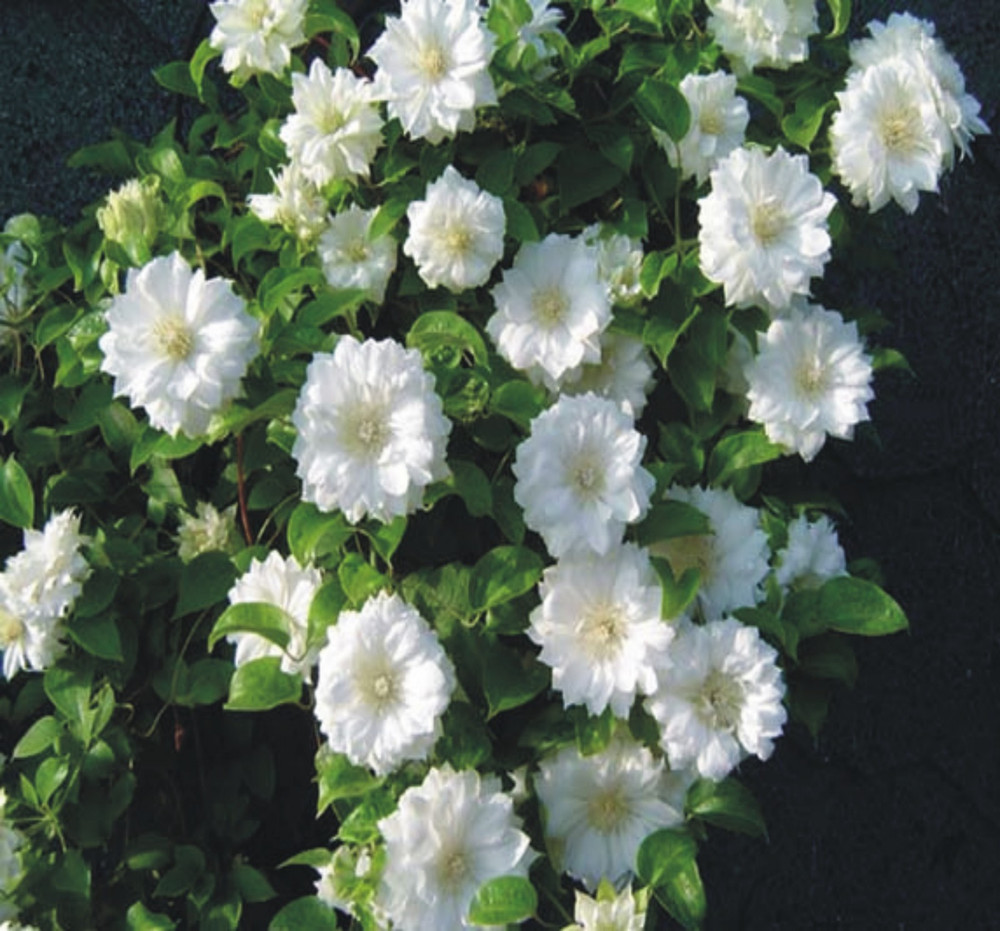Clematis Duchess of Edinburgh - Double/White - 2.5" Pot - Potted