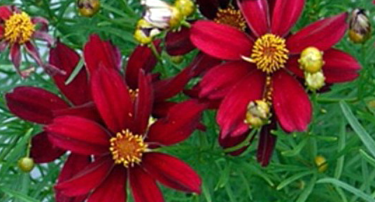 Red Satin Coreopsis Tickseed Perennial - Quart Pot - Live Plant