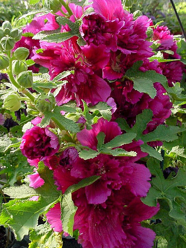 Queeny Purple Hollyhock - Alcea - Perennial - Very Dwarf - Quart Pot
