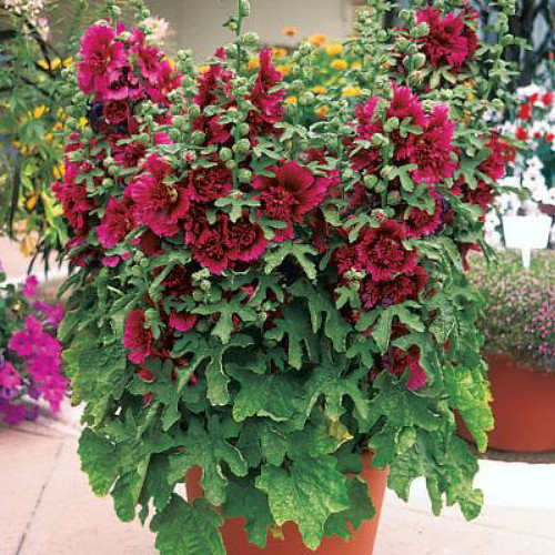 Queeny Purple Hollyhock - Alcea - Perennial - Very Dwarf - Quart Pot