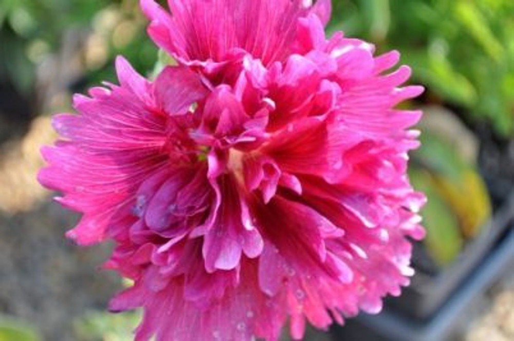 Queeny Purple Hollyhock - Alcea - Perennial - Very Dwarf - Quart Pot